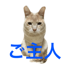 [LINEスタンプ] パスにゃんパス