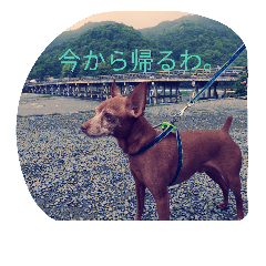 [LINEスタンプ] わんこミニ