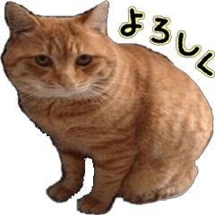 [LINEスタンプ] a cat named muuchan！！！の画像（メイン）