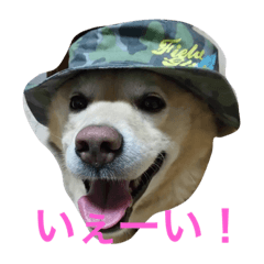 [LINEスタンプ] 癒しのGonクン