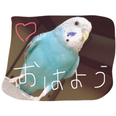 [LINEスタンプ] インコの一日