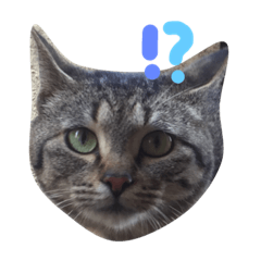 [LINEスタンプ] おしゃにゃんとたま