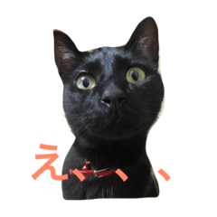[LINEスタンプ] 黒猫くまちゃん