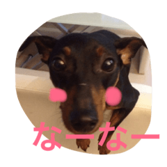 [LINEスタンプ] わしゃわしゃピンシャー