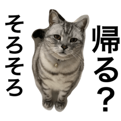 [LINEスタンプ] ねこの日常1