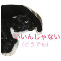 [LINEスタンプ] 黒猫ちー