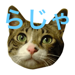 [LINEスタンプ] ◈うちの子◈