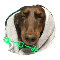 [LINEスタンプ] ダックスフンドのちょこちゃん