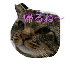 [LINEスタンプ] ねこ26