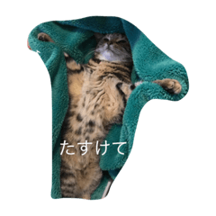 [LINEスタンプ] くーちゃんの日常
