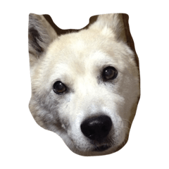 [LINEスタンプ] さわはらぽんた
