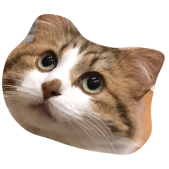 [LINEスタンプ] とらおのにちじょう