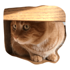 [LINEスタンプ] うちネコ