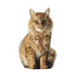 [LINEスタンプ] 荒ぶる猫
