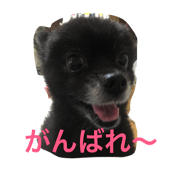 [LINEスタンプ] うちのぴのです。