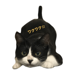 [LINEスタンプ] はちみつボーイのスタンプ