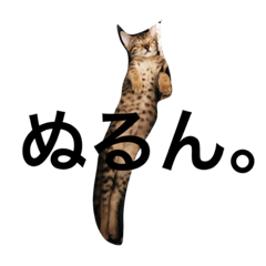 [LINEスタンプ] べんがるのすたんぷ