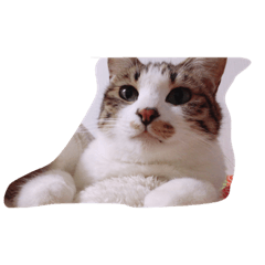 [LINEスタンプ] 猫のノエルくん