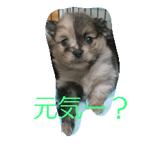 [LINEスタンプ] ポメラニアンのツナくん！