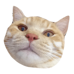 [LINEスタンプ] 私の猫ちゃんマイケル