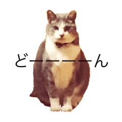 [LINEスタンプ] ねこのスーちゃんスタンプ