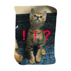 [LINEスタンプ] べんがるのすたんぷ2