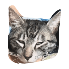 [LINEスタンプ] こたろーの庭