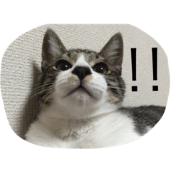 [LINEスタンプ] アルとるな