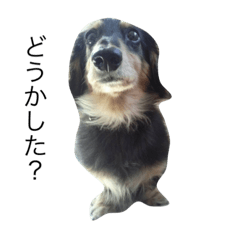 [LINEスタンプ] 愛犬ラッキー