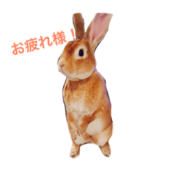 [LINEスタンプ] うさぎのタロちゃん