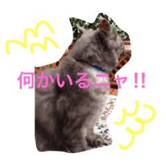 [LINEスタンプ] イカちゃん♡