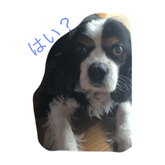 [LINEスタンプ] わわわわわわわん