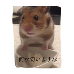 [LINEスタンプ] ハムスターマロンの日常2