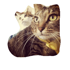 [LINEスタンプ] ナカムラねこ