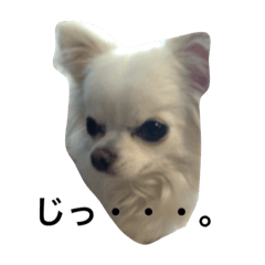 [LINEスタンプ] ひよわなてんちゃんのえにっき