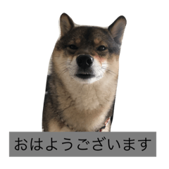 [LINEスタンプ] 柴犬あずきと花の雑なスタンプ