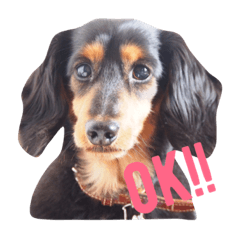 [LINEスタンプ] ブラックタンダックス