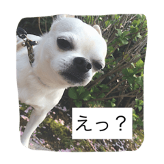 [LINEスタンプ] ①ちろるだらけ。