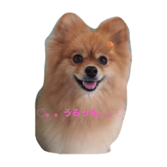 [LINEスタンプ] ポメラニアンのことば
