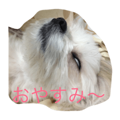 [LINEスタンプ] 愛犬コロネロ