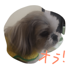 [LINEスタンプ] ちょい冷めてる犬