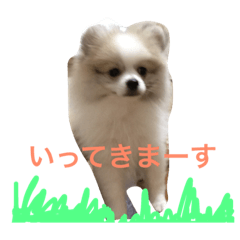 [LINEスタンプ] ポメラニアンのチャイ 1