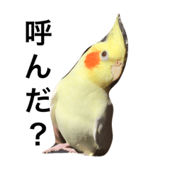 [LINEスタンプ] オカメインコのまるおさん
