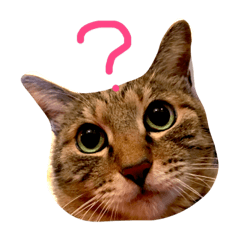 [LINEスタンプ] 猫のロックさん