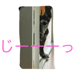 [LINEスタンプ] レイと動物