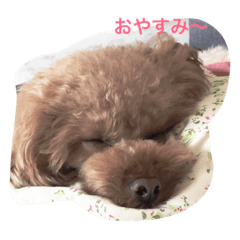 [LINEスタンプ] ぷーどる'ず
