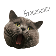 [LINEスタンプ] ぴっぴのリアクション