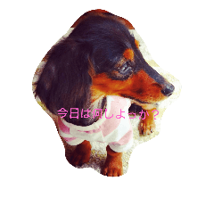 [LINEスタンプ] 今日のアモル