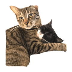 [LINEスタンプ] くろみつむぎお