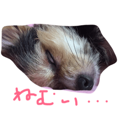 [LINEスタンプ] あしゅの1日
